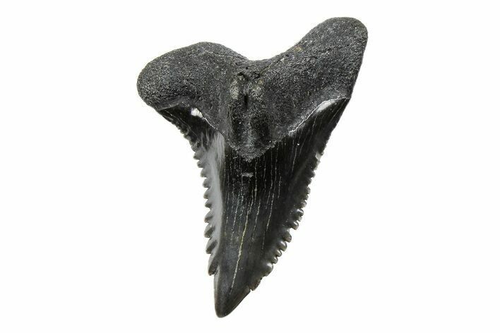 Snaggletooth Shark (Hemipristis) Tooth - South Carolina #250994